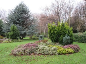 Blooming heather garden at a public park in Dublin.