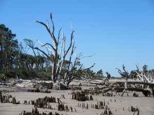 Boneyard Beach is full of dead trees and root wads.