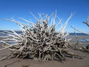 Boneyard Beach, Big Talbot Island State Park