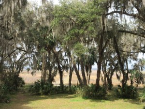 Paynes Prairie Preserve State Park.