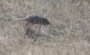 Armadillo, scurrying away from us at Amelia Island.