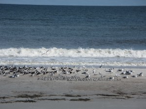 Shorebirds and gulls resting on Amelia Island.