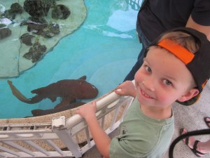 Jackson and some nurse sharks at a nature center.